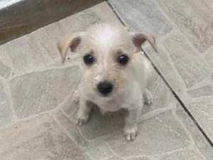 Cachorro raça SRD-ViraLata idade 2 a 6 meses nome Yang
