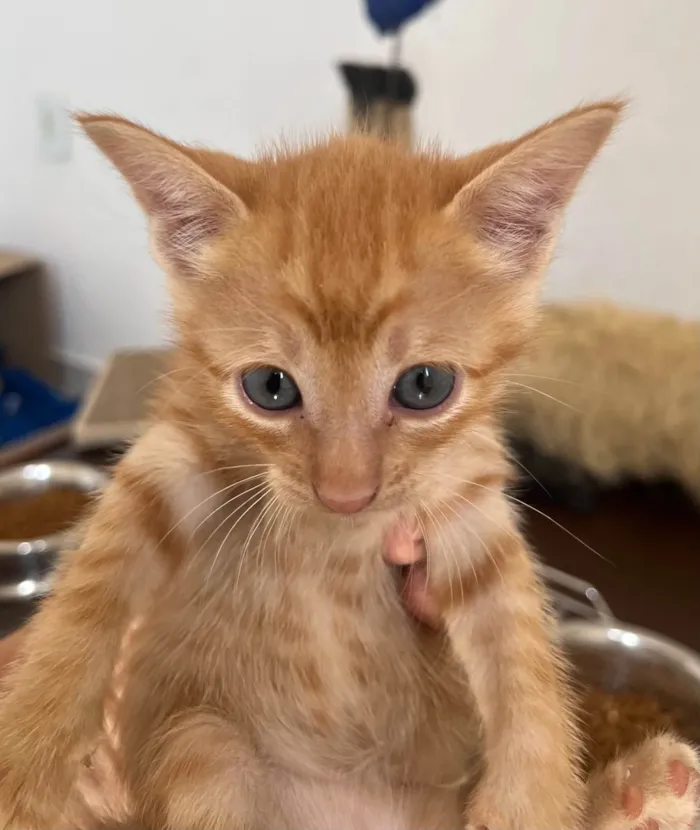 Gato ra a SRD-ViraLata idade Abaixo de 2 meses nome Tony