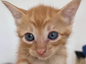 Gato raça SRD-ViraLata idade Abaixo de 2 meses nome Tony
