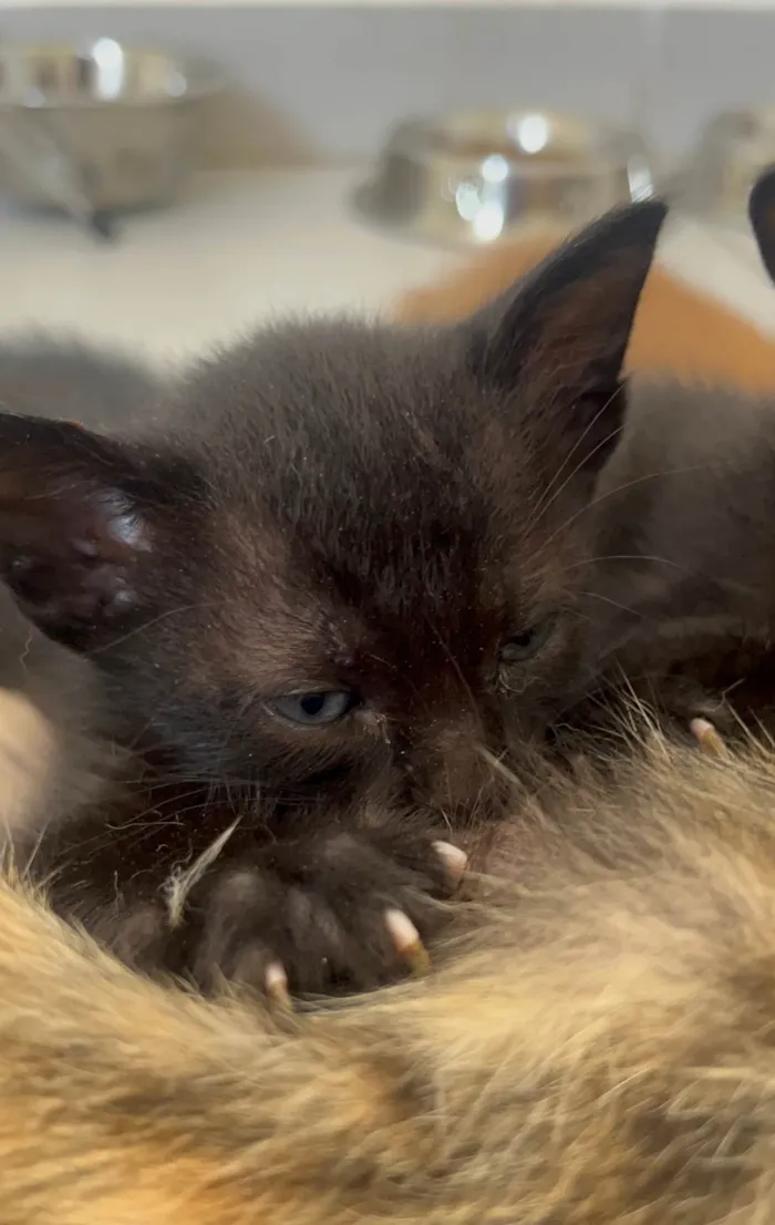 Gato ra a SRD-ViraLata idade Abaixo de 2 meses nome Tom