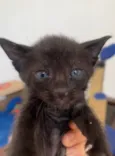 Tom