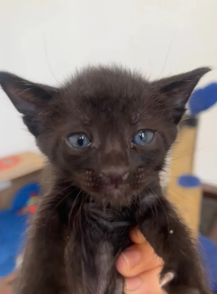 Gato ra a SRD-ViraLata idade Abaixo de 2 meses nome Tom