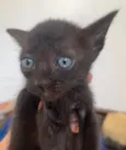 Tom