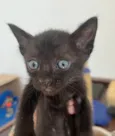 Tom