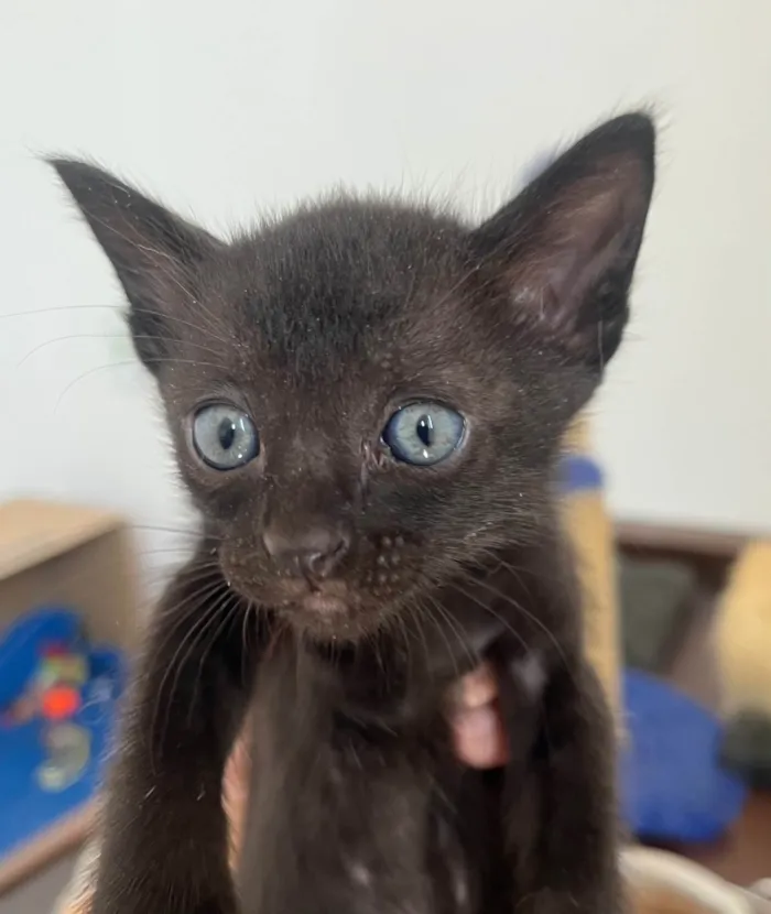 Gato ra a SRD-ViraLata idade Abaixo de 2 meses nome Tom