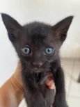 Tom