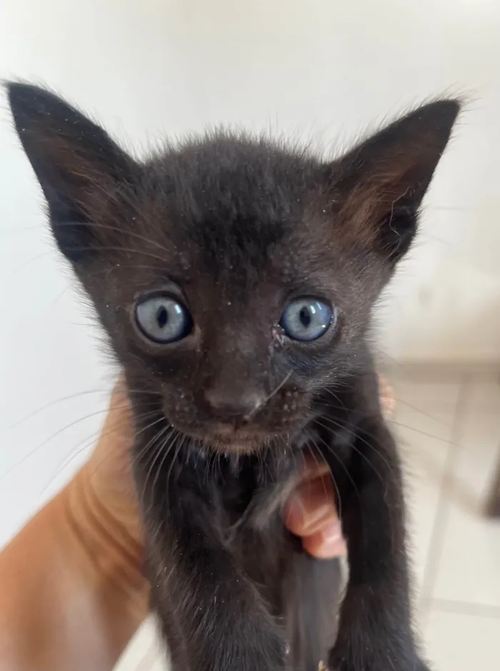 Gato ra a SRD-ViraLata idade Abaixo de 2 meses nome Tom
