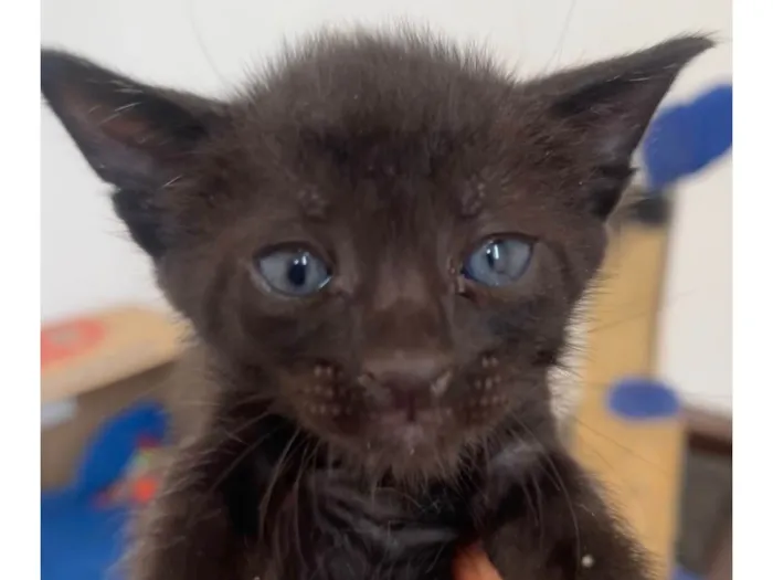 Gato ra a SRD-ViraLata idade Abaixo de 2 meses nome Tom