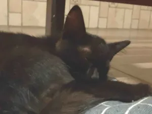 Gato raça  idade 2 a 6 meses nome Litten