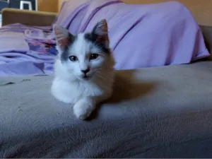 Gato raça  idade 2 a 6 meses nome frajolinha 