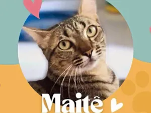 Gato raça Srd idade 7 a 11 meses nome Maitê 