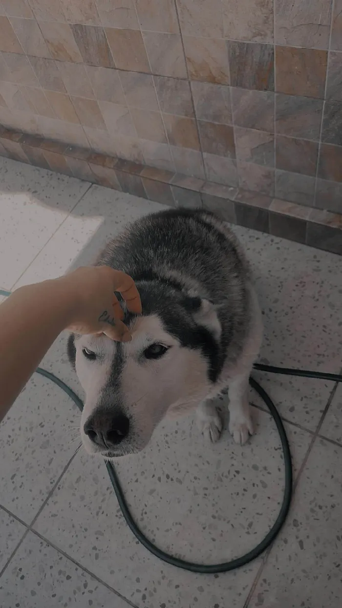 Cachorro ra a Husky Siberiano  idade 5 anos nome Charllie