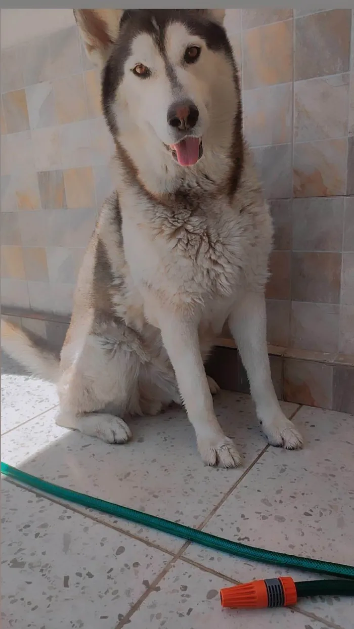 Cachorro ra a Husky Siberiano  idade 5 anos nome Charllie