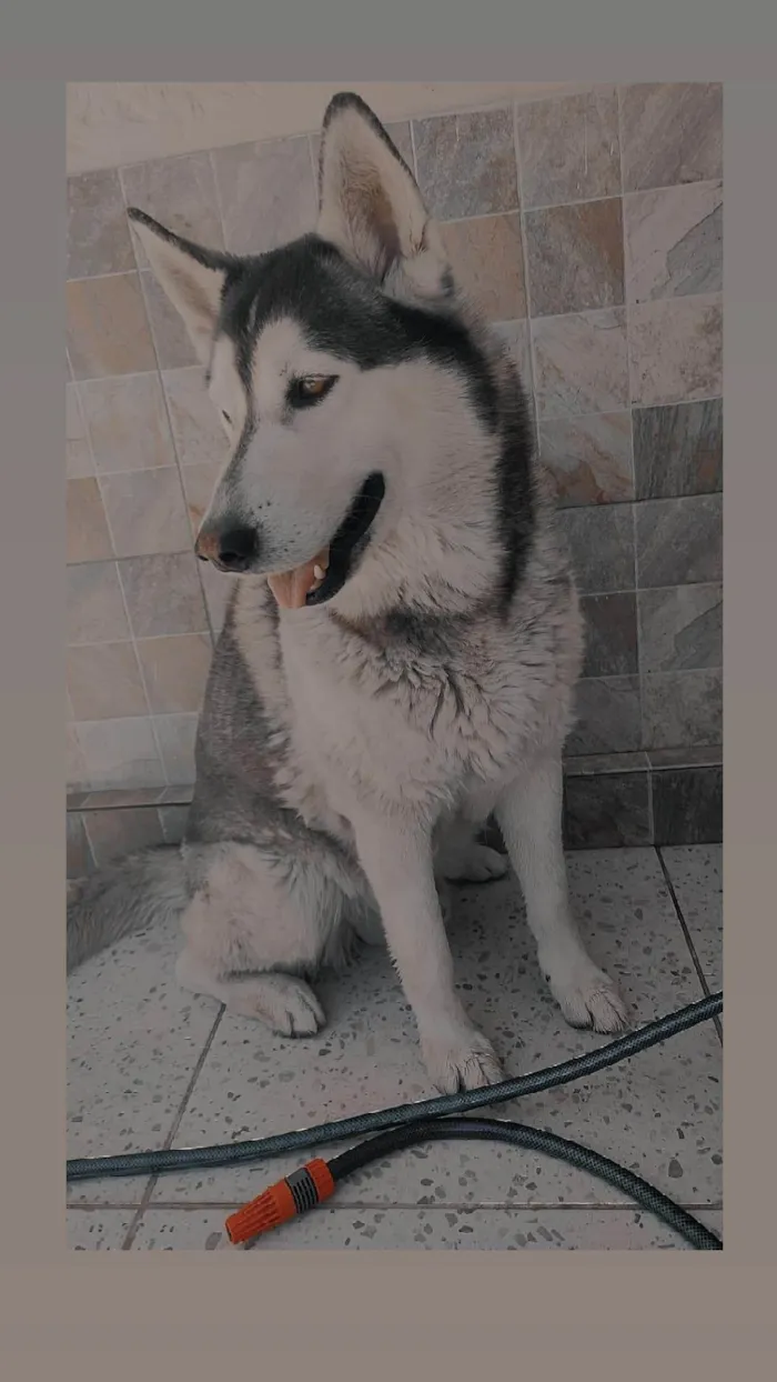 Cachorro ra a Husky Siberiano  idade 5 anos nome Charllie