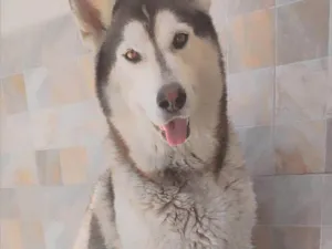 Cachorro raça Husky Siberiano  idade 5 anos nome Charllie