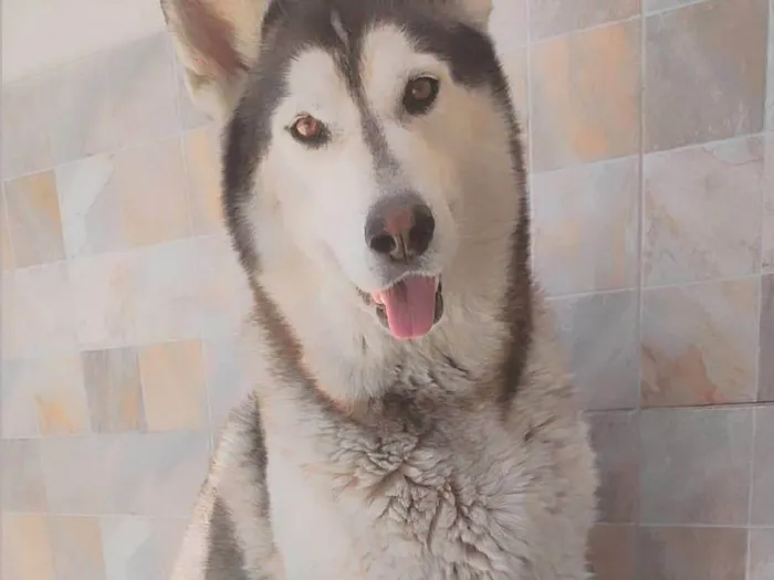 Cachorro ra a Husky Siberiano  idade 5 anos nome Charllie