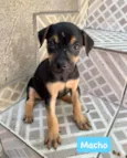 Kadu 