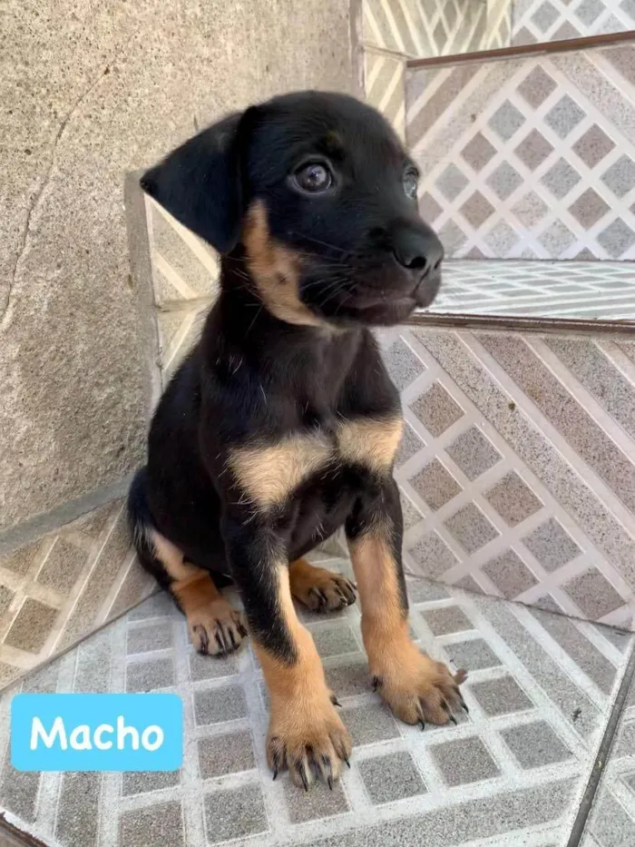Cachorro ra a SRD-ViraLata idade Abaixo de 2 meses nome James