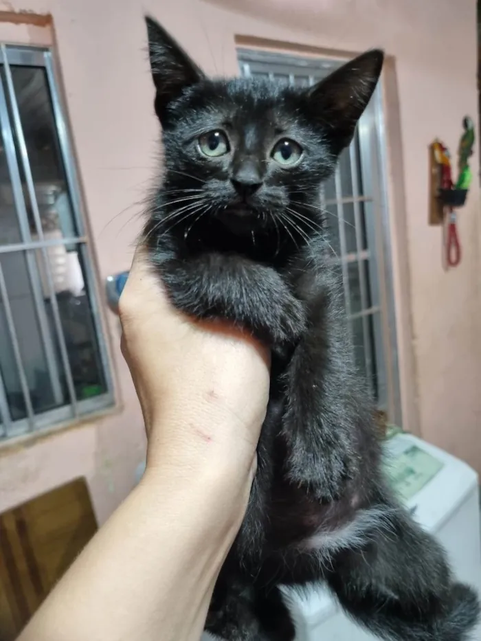 Gato ra a SRD-ViraLata idade Abaixo de 2 meses nome Filhotes 