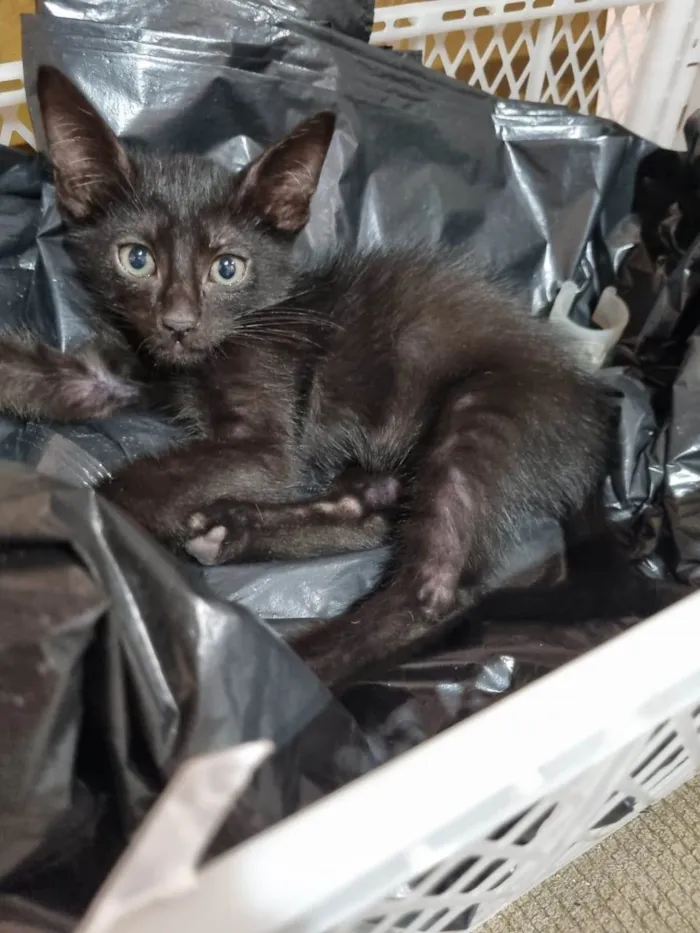 Gato ra a SRD-ViraLata idade Abaixo de 2 meses nome Filhotes 