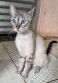 Safira