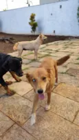Tempestade e Alasca