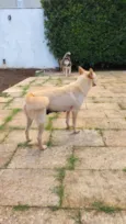 Tempestade e Alasca