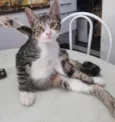 Zezinho