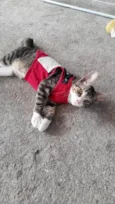 Zezinho