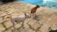 Tempestade e Alasca