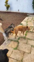 Tempestade e Alasca