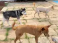 Tempestade e Alasca