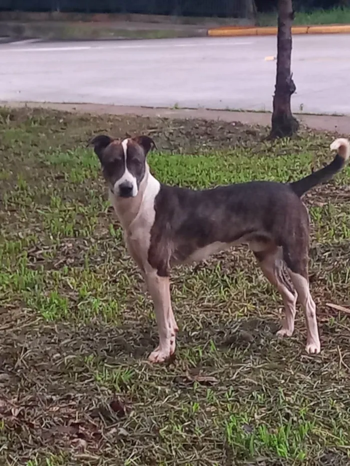 Gato ra a SRD-ViraLata idade 2 a 6 meses nome Zangado 