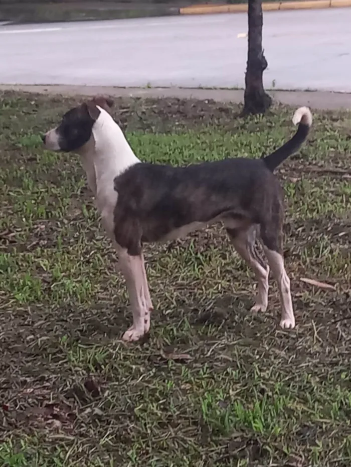 Gato ra a SRD-ViraLata idade 2 a 6 meses nome Zangado 