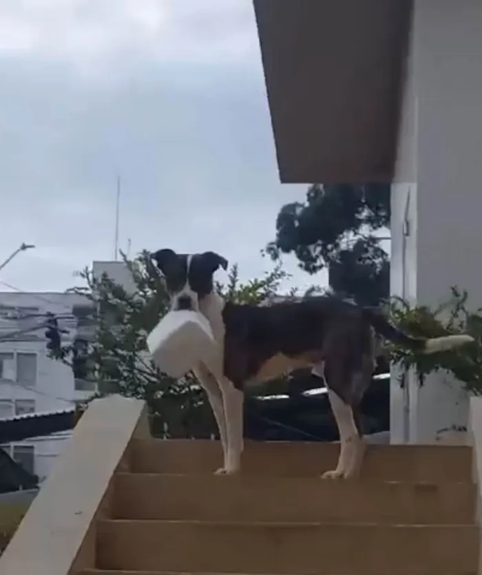 Gato ra a SRD-ViraLata idade 2 a 6 meses nome Zangado 