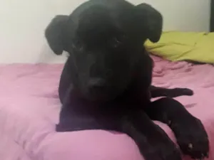 Cachorro raça SRD-ViraLata idade 2 a 6 meses nome Pandora 
