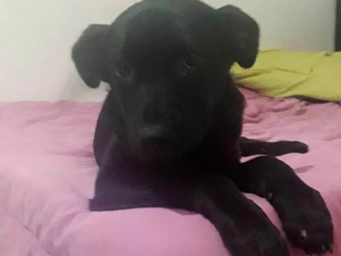 Cachorro ra a SRD-ViraLata idade 2 a 6 meses nome Pandora 