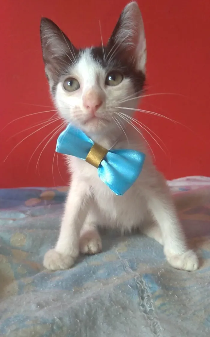 Gato ra a SRD-ViraLata idade 2 a 6 meses nome Akira