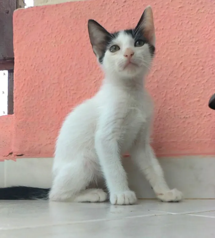 Gato ra a SRD-ViraLata idade 2 a 6 meses nome Akira