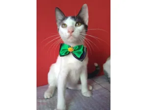 Gato raça SRD-ViraLata idade 2 a 6 meses nome Akira