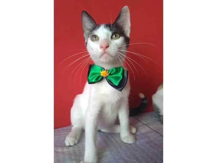 Gato ra a SRD-ViraLata idade 2 a 6 meses nome Akira