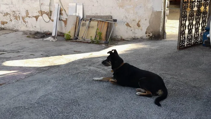 Cachorro ra a sem raça definida idade 6 ou mais anos nome FIFI