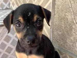 Cachorro raça SRD-ViraLata idade Abaixo de 2 meses nome Kadu 