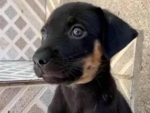 Cachorro raça SRD-ViraLata idade Abaixo de 2 meses nome James
