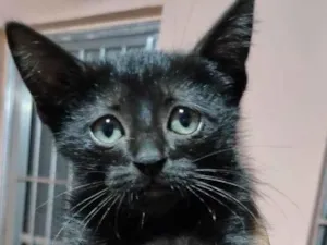 Gato raça SRD-ViraLata idade Abaixo de 2 meses nome Filhotes 