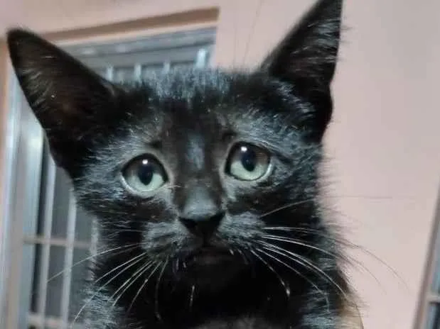 Gato ra a SRD-ViraLata idade Abaixo de 2 meses nome Filhotes 