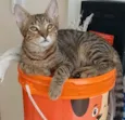 NICK