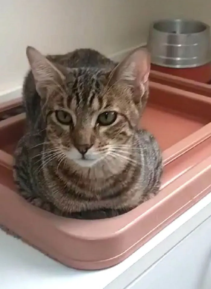 Gato ra a srd tigradinho idade 7 a 11 meses nome NICK
