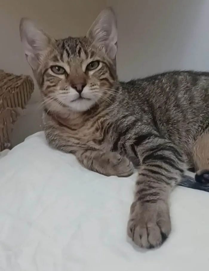 Gato ra a srd tigradinho idade 7 a 11 meses nome NICK