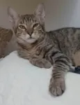 NICK